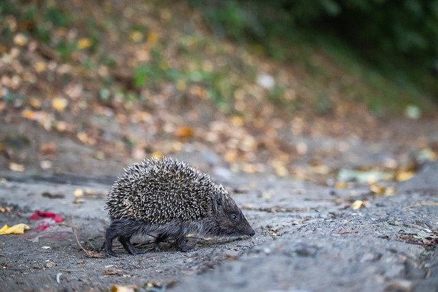 是一位来自 是一位来自